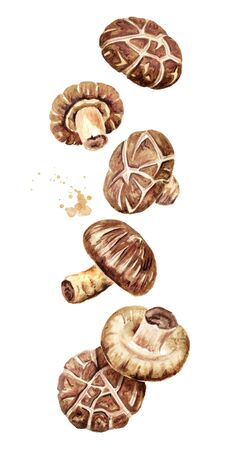 Flying fresh Japanese Shiitake mushroom.の写真素材