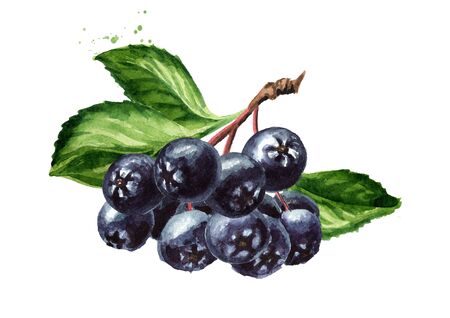 Branch of Aronia berries or black chokeberry with green leaves.の写真素材