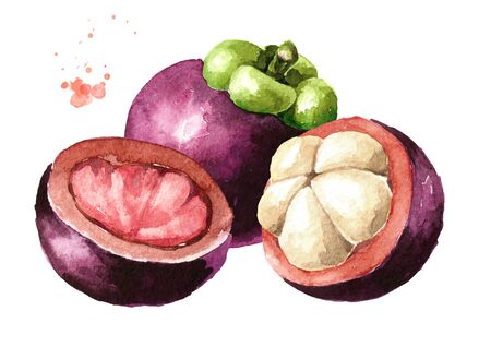 Whole and cut mangosteen fruits, Watercolor hand drawn illustration isolated on white background\の写真素材