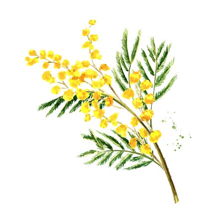 Mimosa yellow spring  flowers branch, Watercolor hand drawn illustration isolated on white backgroundの写真素材