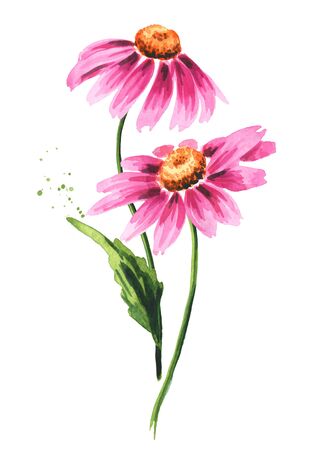 Echinacea purpurea stems with leaves and flowers, medical plant or herb. Hand drawn watercolor illustration, isolated on white backgroundの写真素材