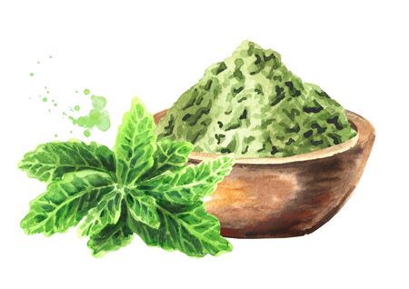 Stevia rebaudiana plant, Natural sweetener, and bowl with dry shredded stevia.の写真素材