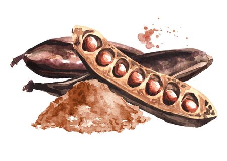 Carob pods, beans and powder. Hand drawn watercolor illustration  isolated on white backgroundの写真素材