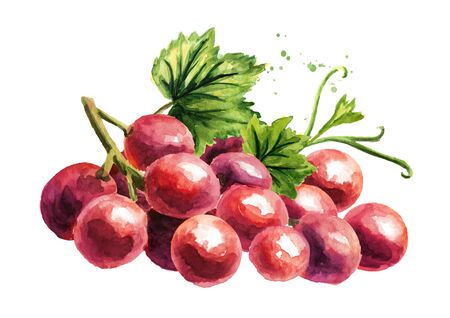 Red grapes with green leaf, Hand drawn watercolor horizontal  illustration isolated on white backgroundの写真素材