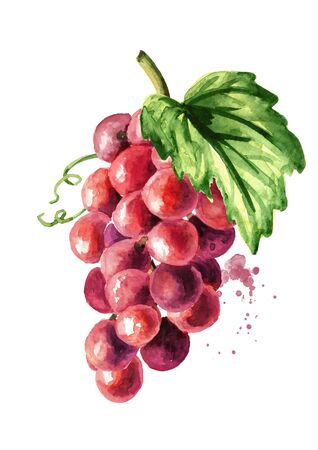 Red grape with green leaf. Hand drawn watercolor horizontal  illustration isolated on white backgroundの写真素材