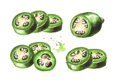 Jalapeno green hot chili pepper sliced set. Hand drawn watercolor illustration  isolated on white backgroundの写真素材