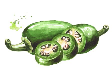 Jalapeno green hot chili pepper, whole and sliced pods. Hand drawn watercolor illustration,  isolated on white backgroundの写真素材