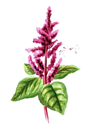 Blooming amaranth plant. Hand drawn watercolor illustration, isolated on white backgroundの写真素材
