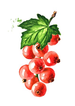 Red currant branch. Hand drawn watercolor illustration, isolated on white backgroundの写真素材