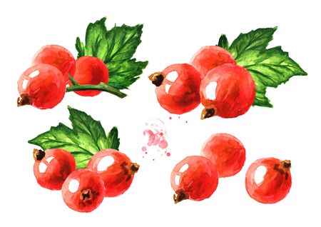 Red currant set. Hand drawn watercolor illustration isolated on white backgroundの写真素材
