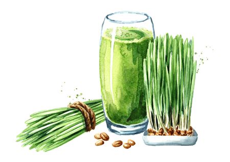 Wheatgrass plant, wheat grass and wheat grain isolated on whiteの写真素材