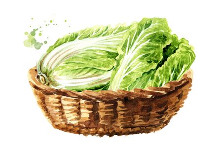 Bascket with Fresh chinese cabbage. Hand drawn watercolor illustration isolated on white backgroundの写真素材