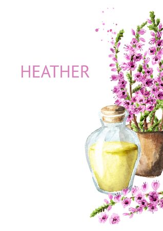 Heather infusion card, medical plant, herbal medicine. Watercolor hand drawn illustration isolated on white backgroundの写真素材