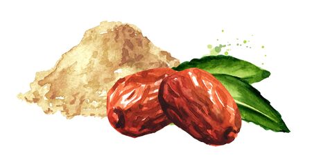 Dried unabi fruit, ziziphus or jujube and jujube powder. Hand drawn watercolor illustration isolated on white backgroundの写真素材