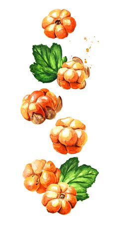 Falling ripe Northern forest berry cloudberry  with leaves. Hand drawn watercolor illustration...