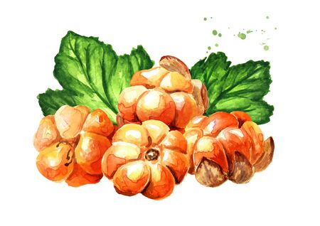Heap of Northern forest berry cloudberry  with leaves. Hand drawn watercolor illustration, isolated...