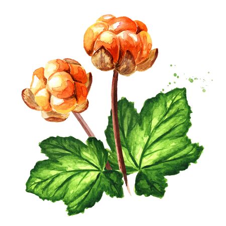 Northern forest berry cloudberry on a stem with leaves, Hand drawn watercolor illustration isolated on white backgroundの写真素材