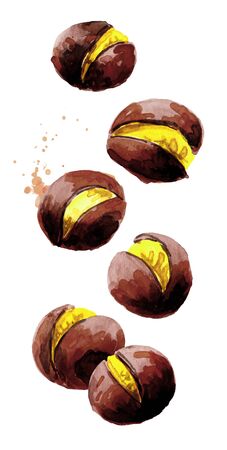 Falling Roasted edible Chestnuts. Hand drawn watercolor illustration isolated on white backgroundの写真素材