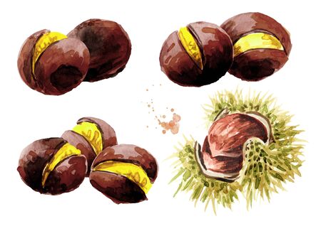 Roasted edible Chestnuts set. Hand drawn watercolor illustration isolated on white backgroundの写真素材