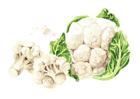 Organic cauliflower. Hand drawn watercolor illustration isolated on white backgroundの写真素材