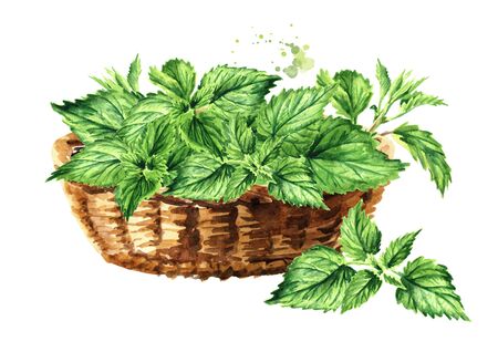 Basket with Fresh young green nettle herb. Hand drawn watercolor illustration  isolated on white backgroundの写真素材