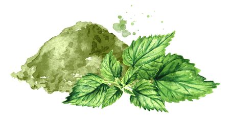 Nettle powder and Fresh young green nettle herb. Hand drawn watercolor illustration, isolated on white backgroundの写真素材