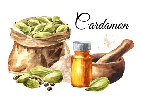 Cardamon pods, powder and bottle of essential oil card, Hand drawn watercolor illustration isolated on white backgroundの写真素材