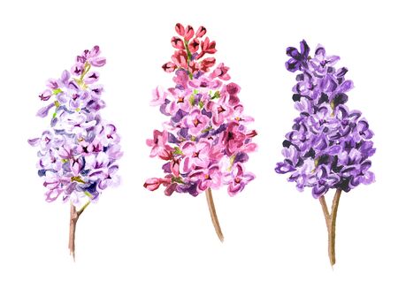 Lilac branch with flowers of various sorts and colors. Hand drawn watercolor illustration, isolated on white backgroundの写真素材