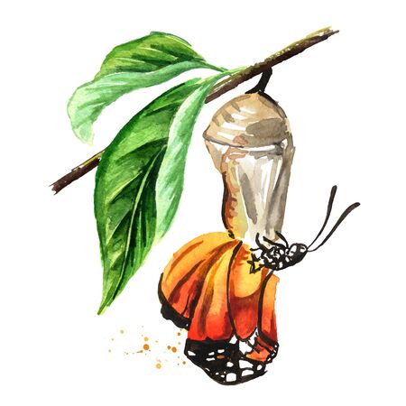 Birth of a beautiful butterfly from a chrysalis. Metamorphosis, transformation. Hand drawn watercolor illustration isolated on white backgroundの写真素材