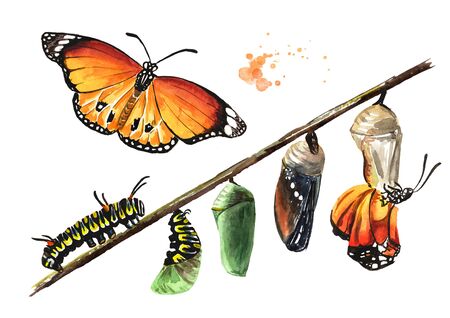 Butterfly metamorphosis development stages, caterpillar larva, pupa, adult insect. Hand drawn watercolor illustration, isolated on white backgroundの写真素材