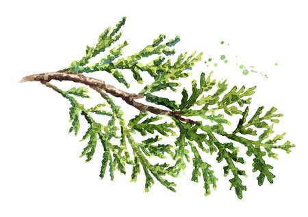Cypress branch with needles and cone set. Hand drawn watercolor illustration, isolated on white backgroundの写真素材