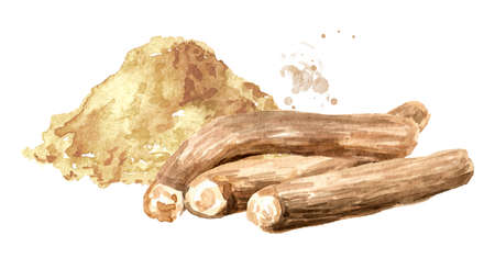 Ashwagandha powder and Root, or Withania somnifera, Indian ginseng, poison gooseberry or winter cherry. Hand drawn watercolor illustration, isolated on white backgroundの写真素材