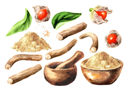 Mortar, Ashwagandha powder, Root, leaves and berries or Withania somnifera, Indian ginseng, poison gooseberry or winter cherry set. Hand drawn watercolor illustration isolated on white backgroundの写真素材