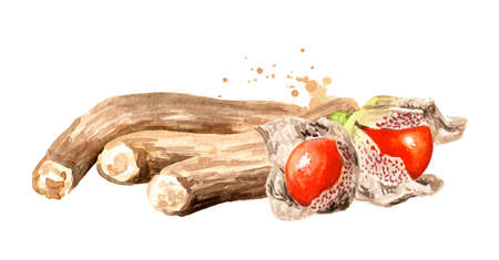 Ashwagandha Root and berries or Withania somnifera, Indian ginseng, poison gooseberry or winter cherry. Hand drawn watercolor illustration, isolated on white backgroundの写真素材