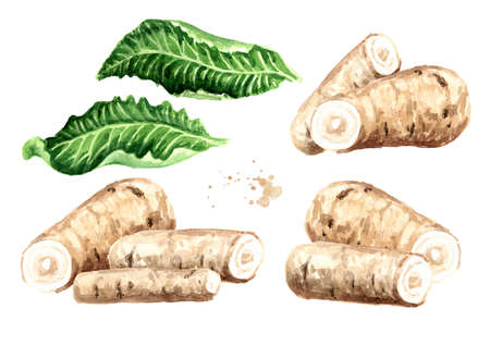 Horseradish root and leaves set. Hand drawn watercolor illustration, isolated on white backgroundの写真素材