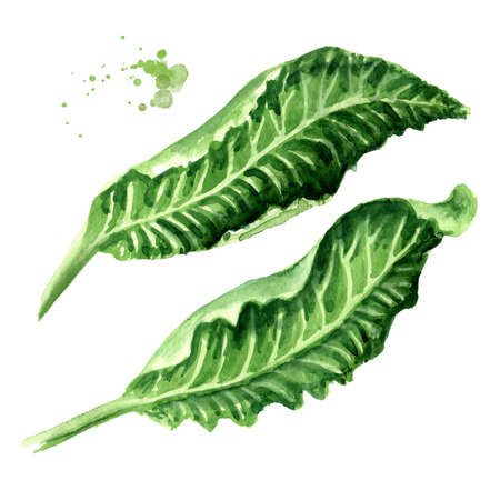 Fresh horseradish leaves set. Hand drawn watercolor illustration, isolated on white backgroundの写真素材