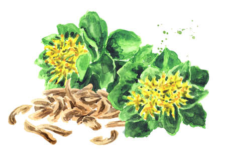 Rhodiola rosea or golden root, rose root, roseroot, medical herb, plant and flowers, Hand drawn...