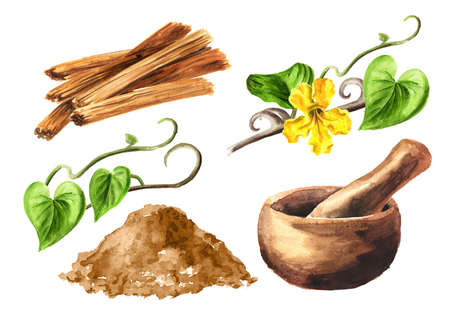Cats claw or Uncaria tomentosa bark, branch and mortar set. Watercolor hand drawn illustration isolated on white backgroundの写真素材