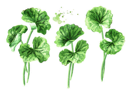 Asiatic plant gotu kola set, centella asiatica, ayurveda herbal medicine against cancer. Watercolor...