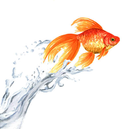 Goldfish. Gold fish jumping out of the water. Watercolor hand drawn illustration isolated on white backgroundの写真素材