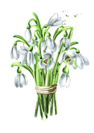 Bouquet of the first spring flowers snowdrops. Hand drawn watercolor illustration, isolated on white backgroundの写真素材