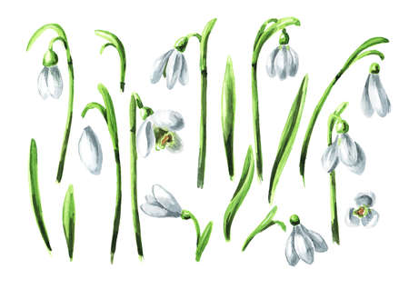 First spring flowers snowdrops elements set. Hand drawn watercolor illustration, isolated on white backgroundの写真素材