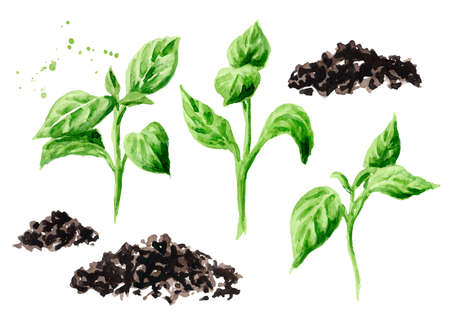 Young sprouts set. Hand drawn watercolor illustration, isolated on white backgroundの写真素材