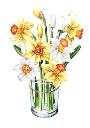 Bouquet in the glass vase of spring Narcissus flowers. Hand drawn watercolor illustration, isolated on white backgroundの写真素材