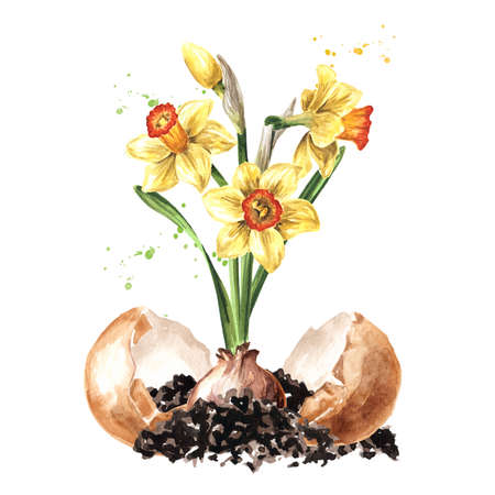 Young Narcissus flowers grows in eggshell. Hand drawn watercolor illustration, isolated on white background.tifの写真素材