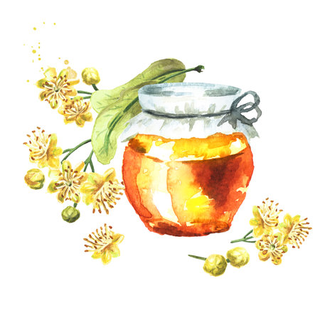 Linden Honey with flowers and leaves, Hand drawn watercolor illustration isolated on white backgroundの写真素材