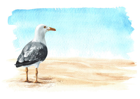 Seagull or sea gull standing on the sand on the background of the sea with copy space. Hand drawn watercolor illustration isolated on white backgroundの写真素材