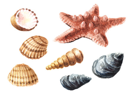 Starfish and seashells set. Hand drawn watercolor illustration isolated on white backgroundの写真素材