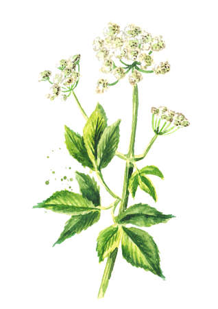 Medicinal plant Aegopodium podagraria or ground elder, stem, flowers and leaves, Watercolor hand drawn illustration isolated on white backgroundの写真素材