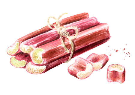 Fresh Rhubarb stalks. Watercolor hand drawn illustration isolated on white backgroundの写真素材